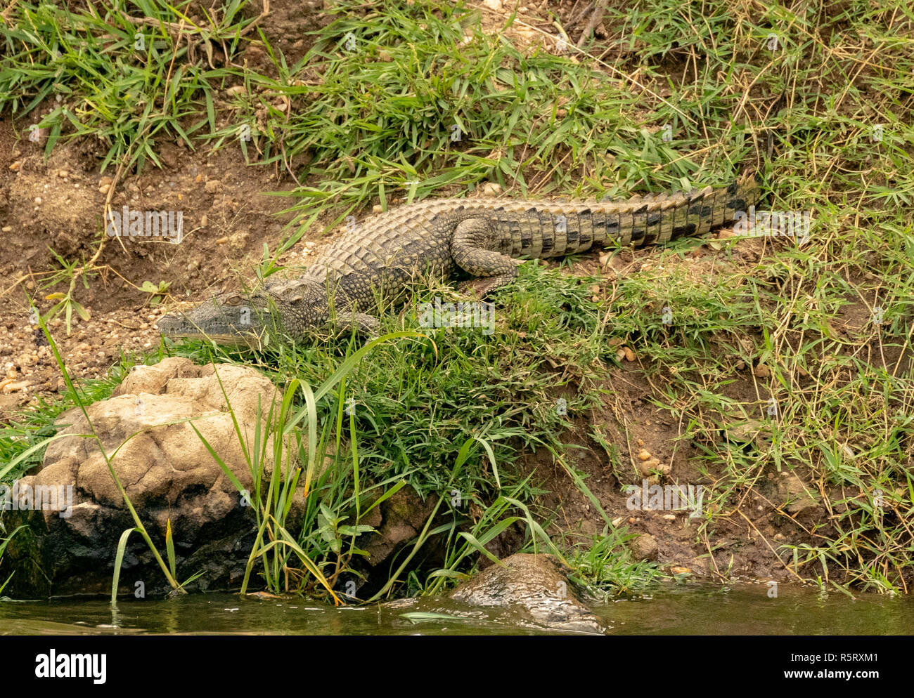 Getarntes Nilkrokodil (Crocodylus niloticus) am Kazinga-Kanal. Queen Elizabeth Nationalpark, Uganda, Ostafrika Stockfoto