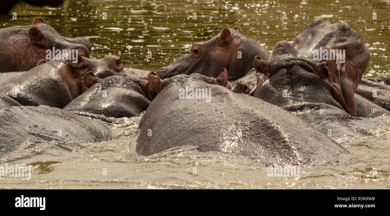 Herde Flusspferde (Hippopotamus amphibius) an Kazinga Kanal. Queen Elizabeth National Park, Uganda, Ostafrika Stockfoto