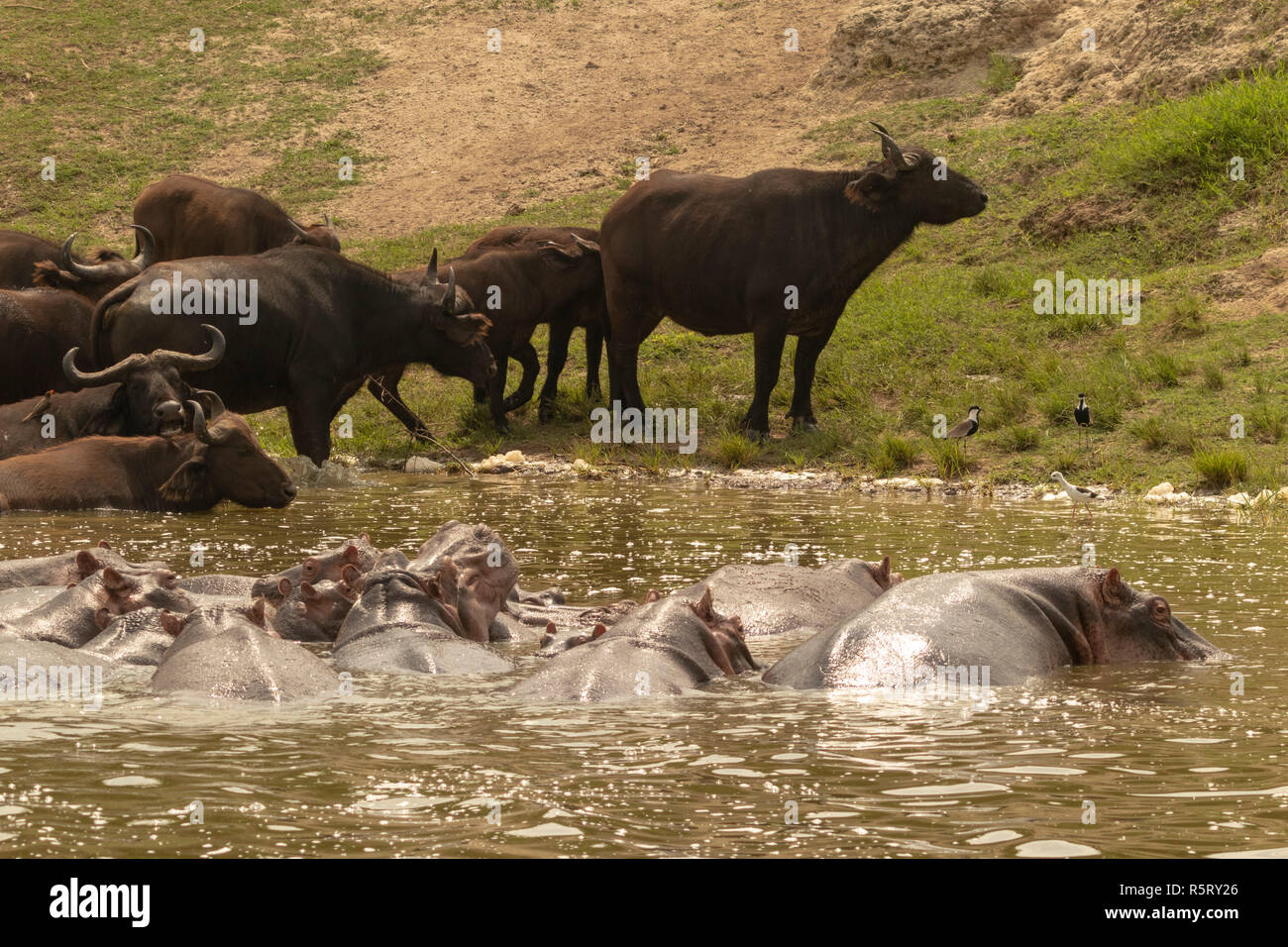 Herde Flusspferde (Hippopotamus amphibius) und Afrikanische oder Kaffernbüffel (Syncerus Caffer) an Kazinga Kanal. Queen Elizabeth National Park, Uganda Stockfoto