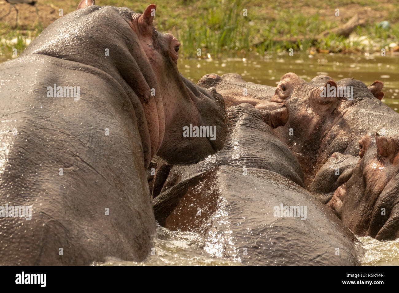 Huddle der Flusspferde (Hippopotamus amphibius) an Kazinga Kanal. Queen Elizabeth National Park, Uganda, Ostafrika Stockfoto