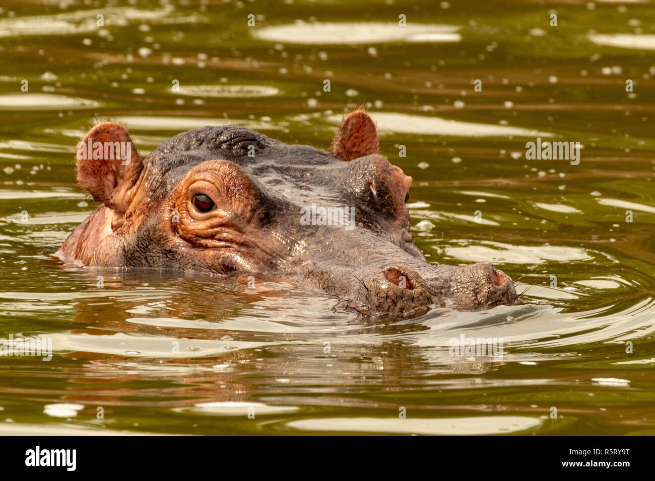 Flusspferd (Hippopotamus amphibius) an Kazinga Kanal. Queen Elizabeth National Park, Uganda, Ostafrika Stockfoto