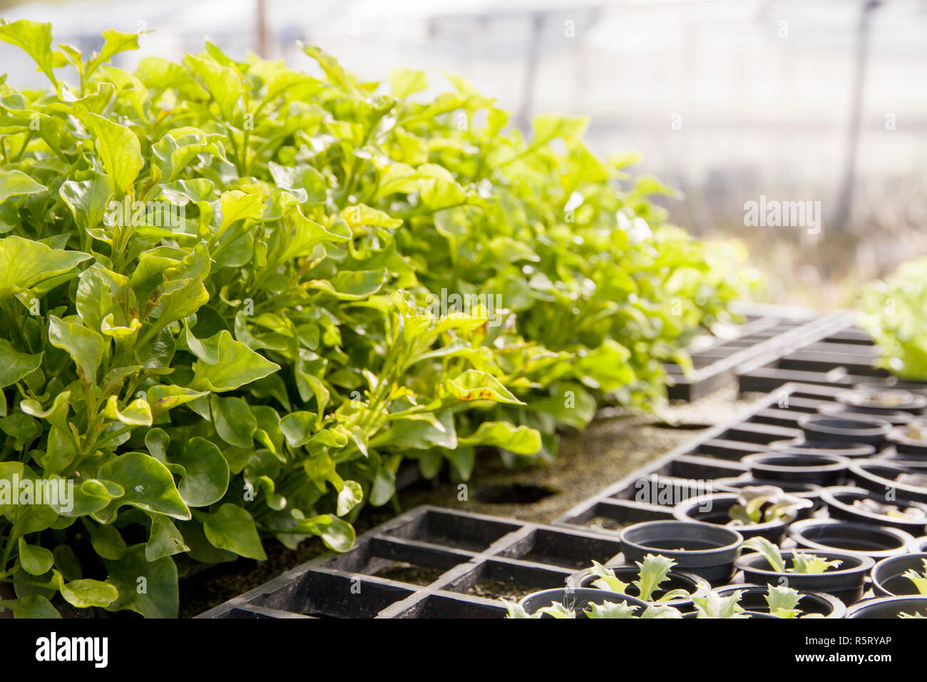 Hydroponic Gemüsesalat Stockfoto