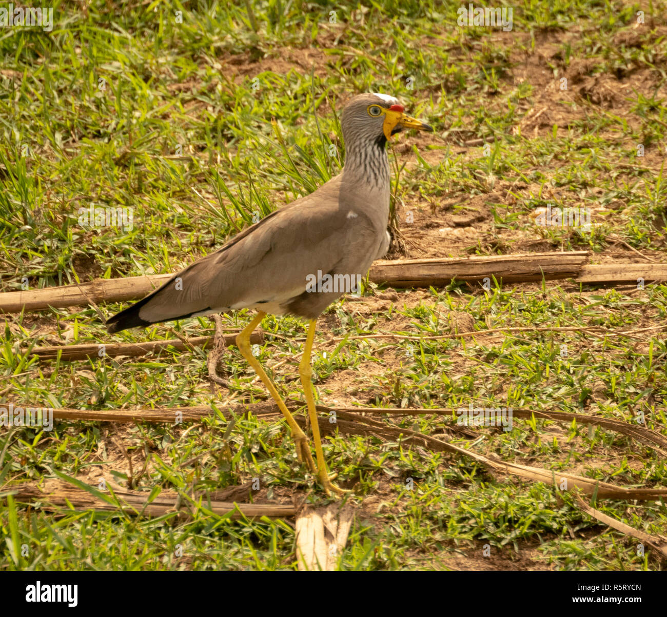 Afrikanische Gelbstirn-blatthühnchen Kiebitz (Vanellus senegallus), auch bekannt als der Senegal Gelbstirn-blatthühnchen plover oder Gelbstirn-blatthühnchen Kiebitz, Kazinga Kanal. Queen Elizabeth National Stockfoto