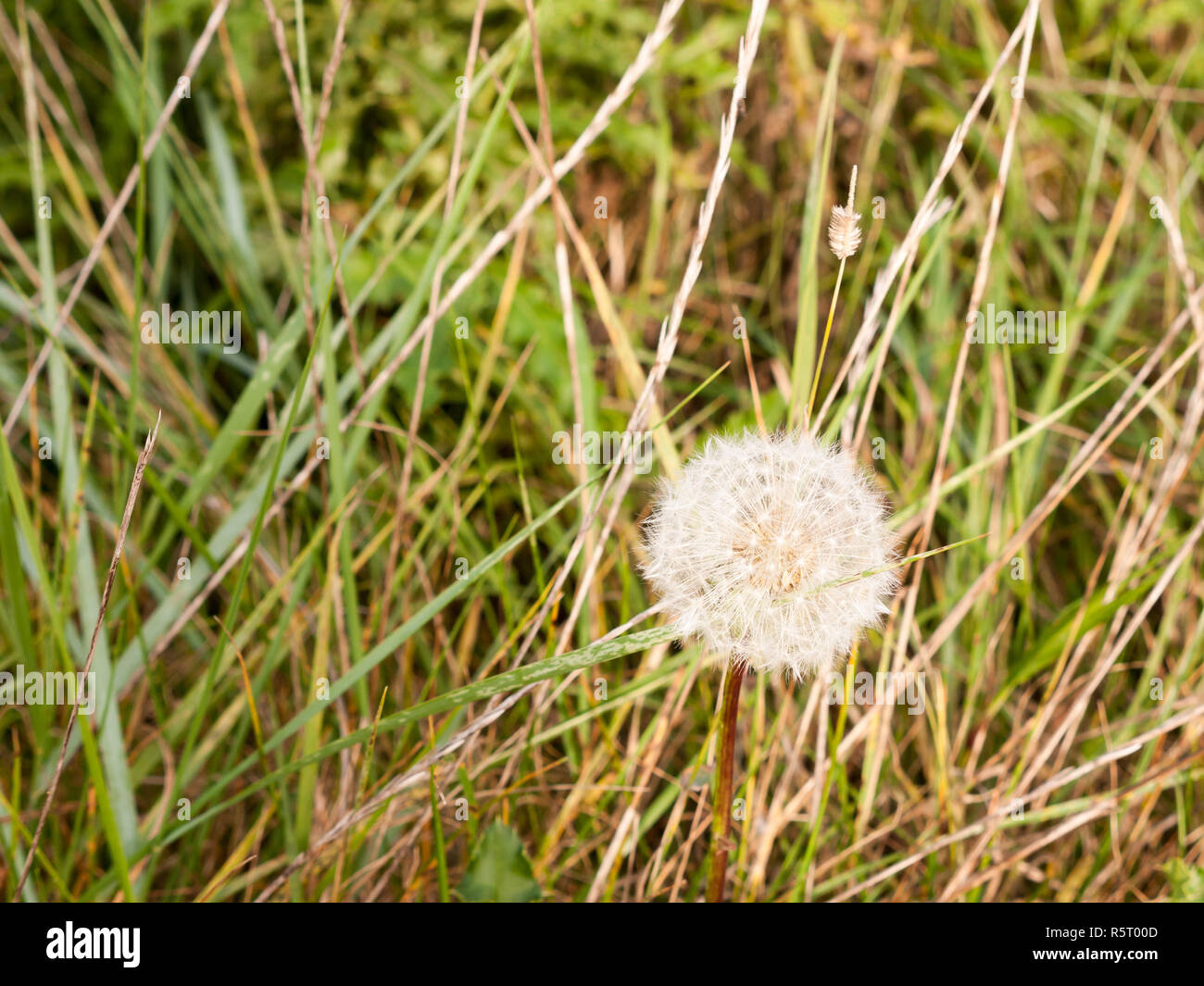 Nahaufnahme der einzelnen weißen Löwenzahn Blüte im Frühjahr Stockfoto Nahaufnahme der einzelnen weißen Löwenzahn Blüte im Frühjahr Stockfoto