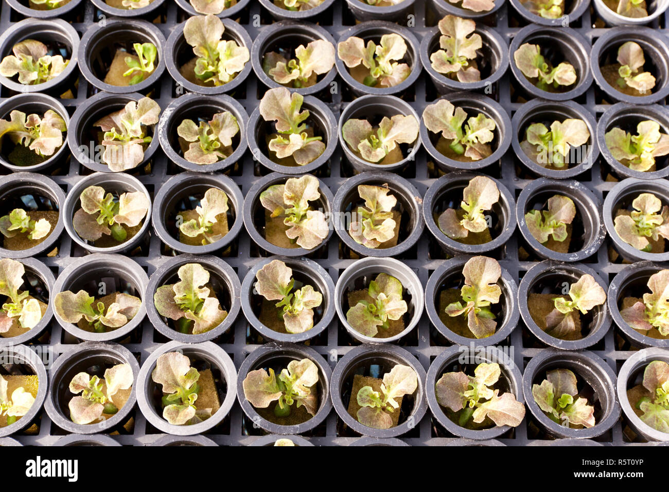 Hydroponic Gemüsesalat Stockfoto