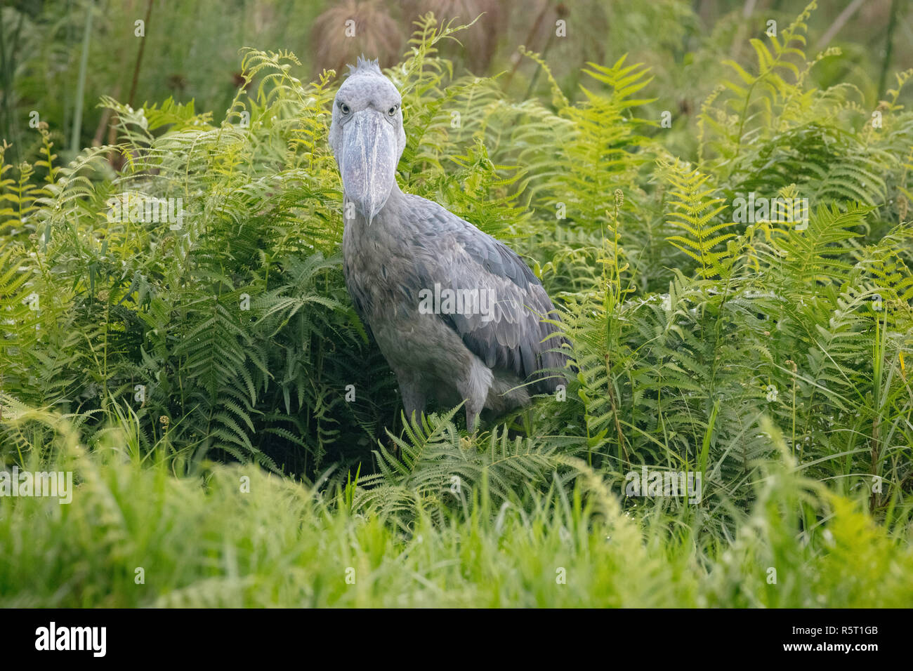 Schuhschnabel oder Whalehead (Balaeniceps Rex) in den Sümpfen von Mabamba, Lake Victoria, Uganda Stockfoto