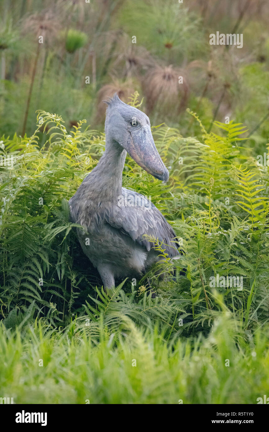 Schuhschnabel oder Whalehead (Balaeniceps Rex) in den Sümpfen von Mabamba, Lake Victoria, Uganda Stockfoto