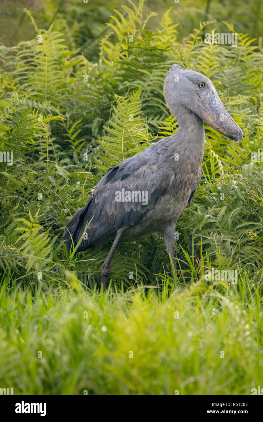 Schuhschnabel oder Whalehead (Balaeniceps Rex) in den Sümpfen von Mabamba, Lake Victoria, Uganda Stockfoto