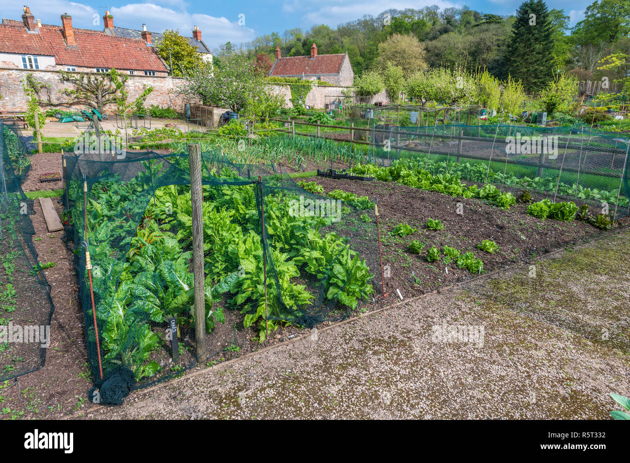 Ein gepflegter Frühling Gemüsegarten wachsen Mangold, Spinat und Salat auf eine Zuteilung in Somerset, England Stockfoto