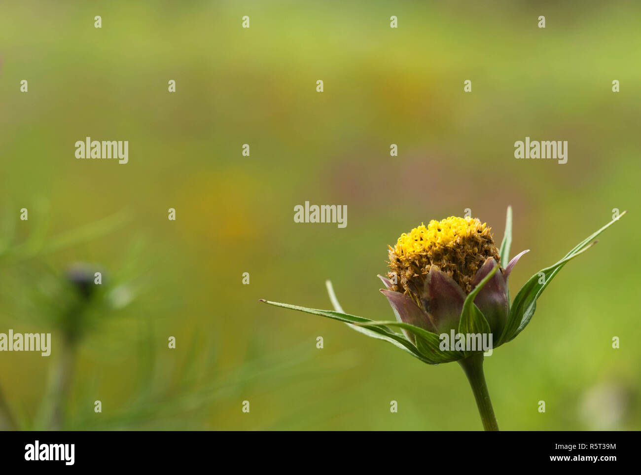 Nahaufnahme einer bunten Blume Stockfoto