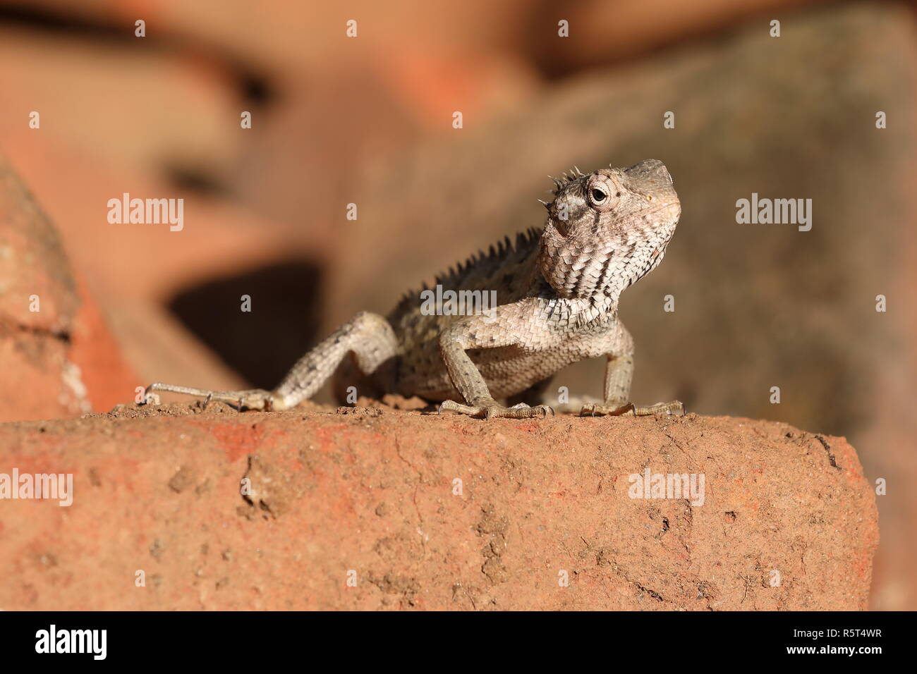Echsen und Reptilien in Sri Lanka Stockfoto