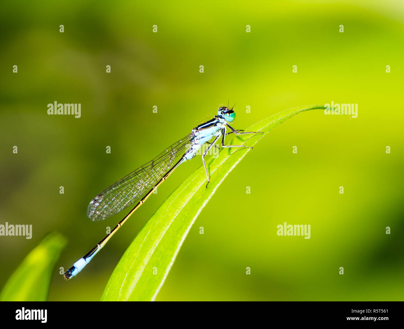 Bluetail damselfly auf einem grünen Blatt Stockfoto