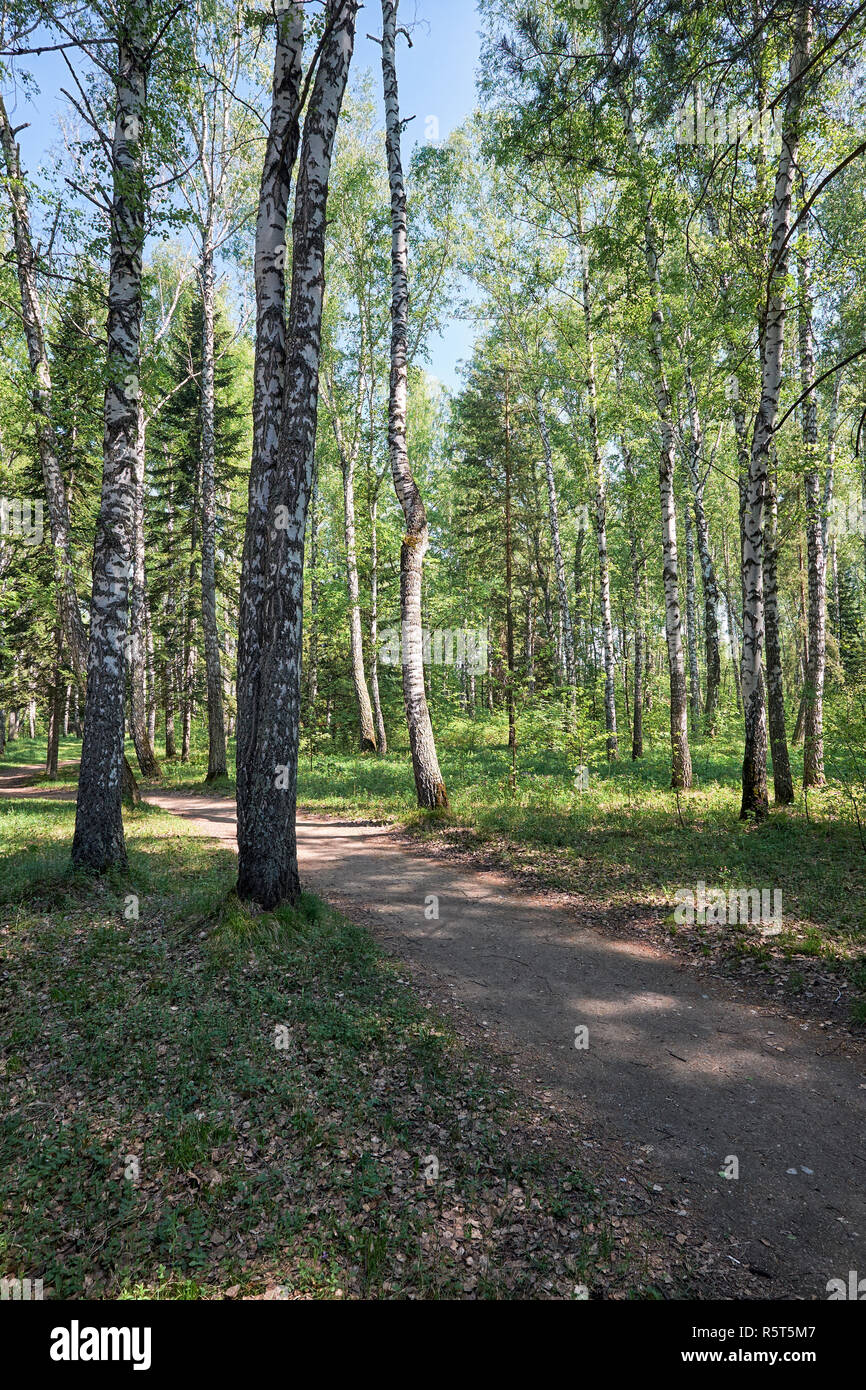 Pfad durch sibirische Birke Wald im Frühling Stockfoto