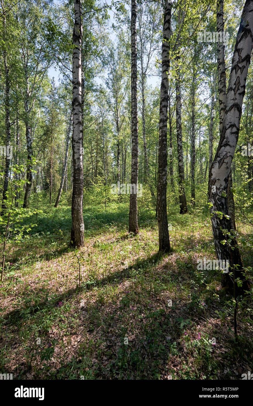 Sibirische Birke Wald im Frühling Stockfoto