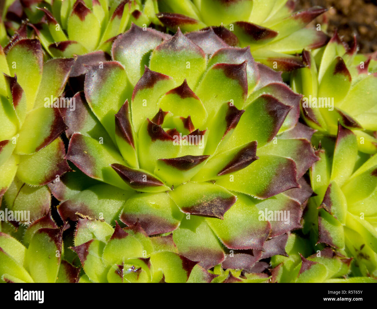 In der Nähe von Haus lauch Sukkulenten in Cardiff, South Wales, Großbritannien Stockfoto