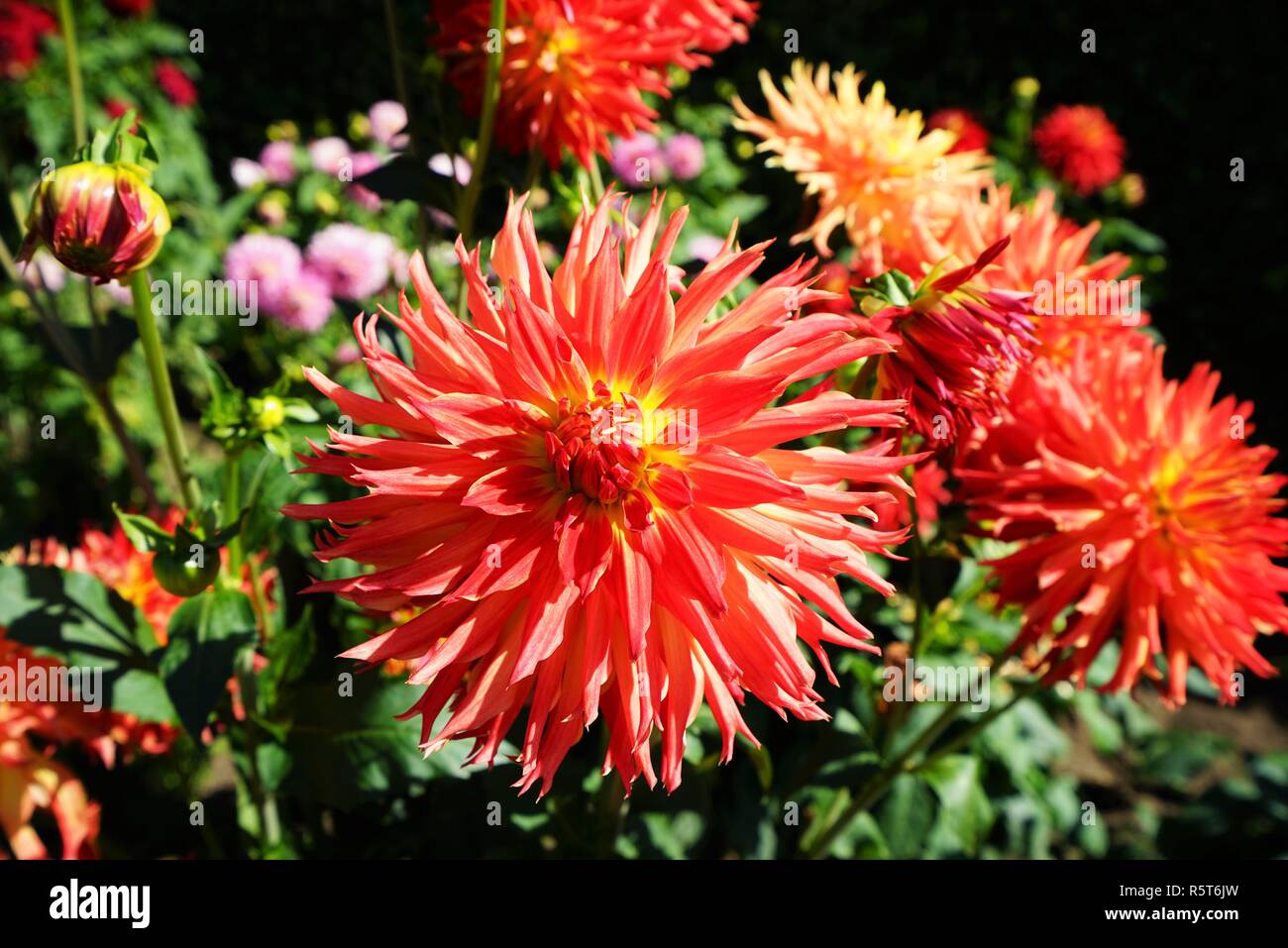 Dahlie Blüte in einem botanischen Garten Stockfoto