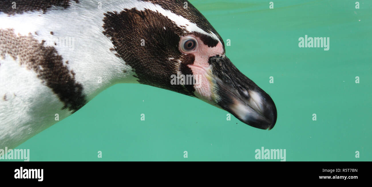 Penguin Profil unter Wasser Stockfoto