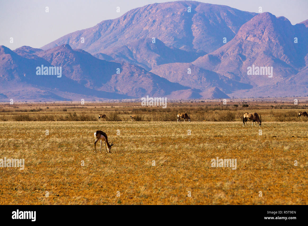 Springbock namibia Namib Wüste Berg Sommer Stockfoto