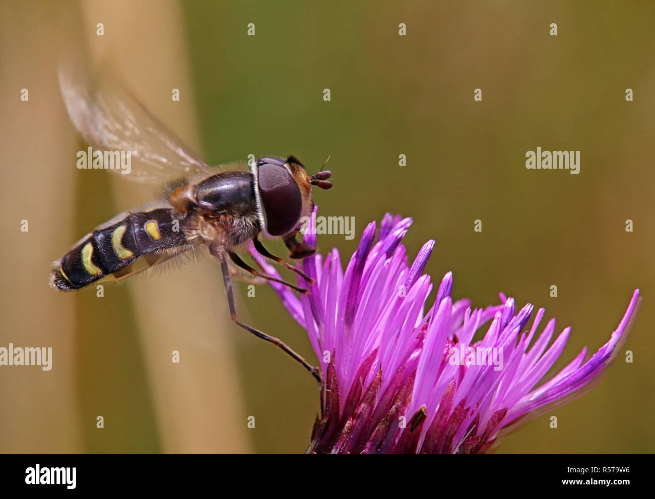 Blume Besuchs Anfang super - sting Fliegen scavea selenitica Stockfoto