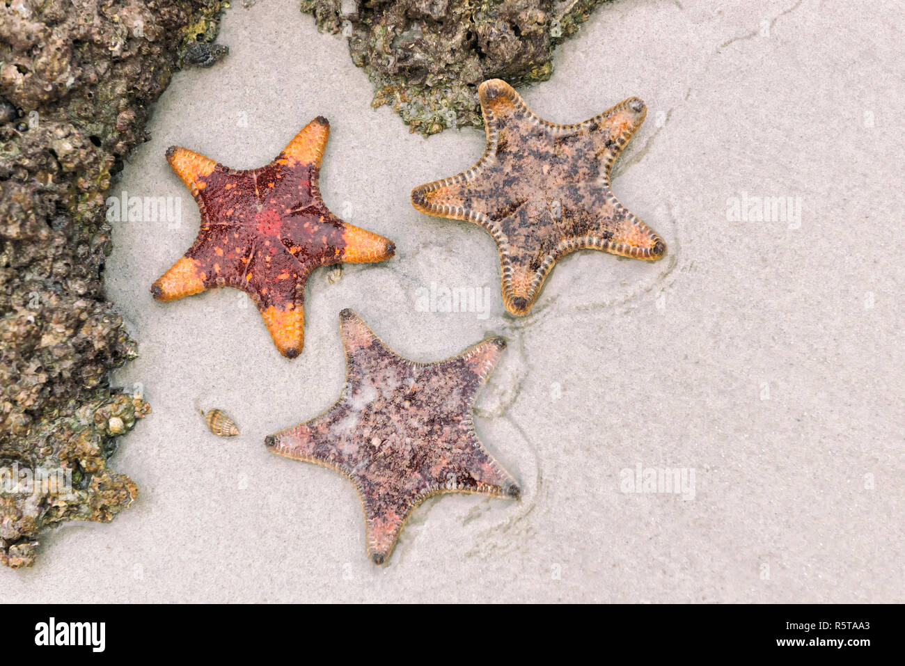 3 Seesterne am Strand in Ha Long Bay, Vietnam Stockfoto