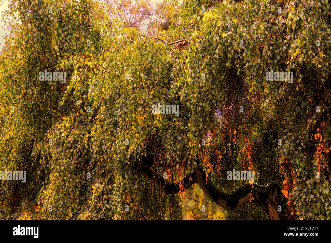 Herbstlicher Baum Stockfoto