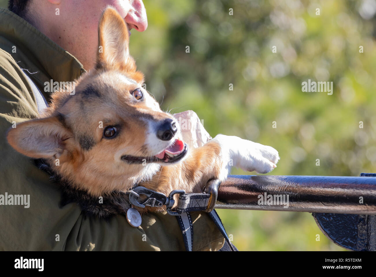 Mann und seinem besten Freund an einem sonnigen Morgen. Stockfoto