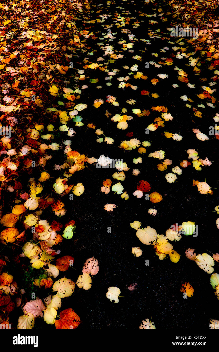 Blätter auf dem Weg Stockfoto