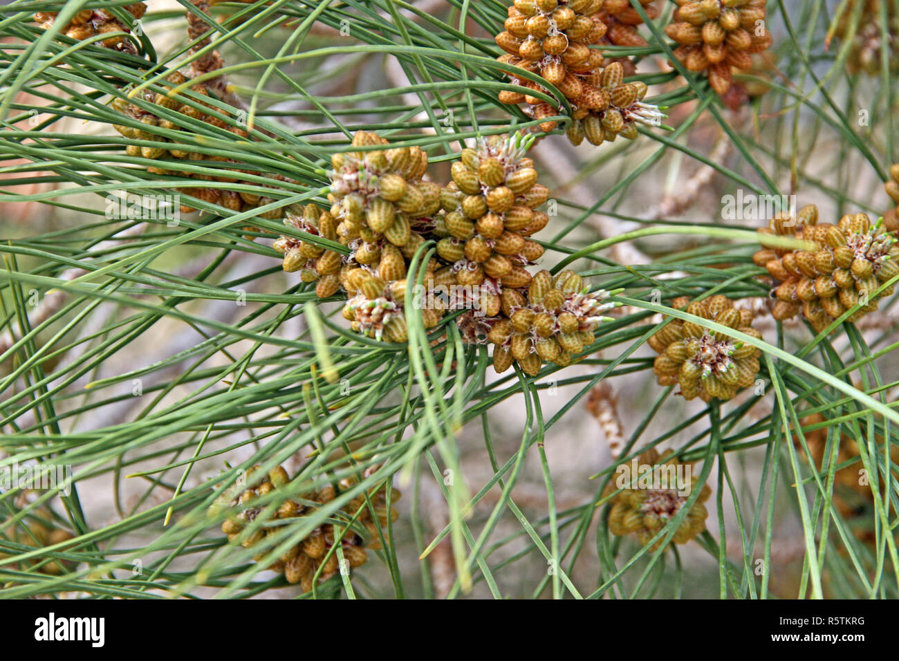 Baby Tannenzapfen III Stockfoto