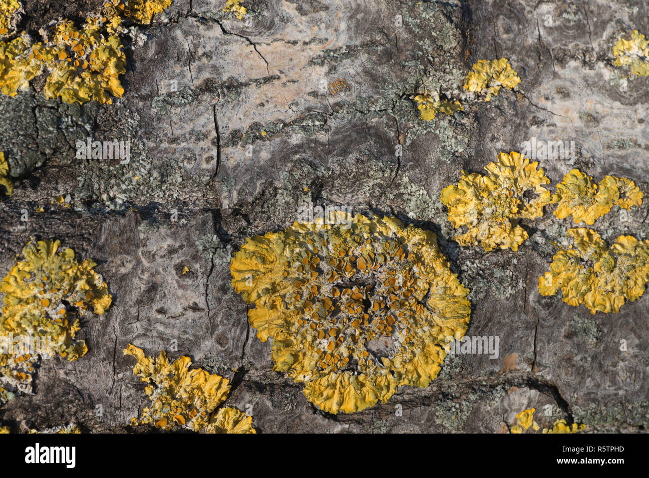 Gemeinsame orange Flechten xanthoria parietina auf Pappel Baumstamm Stockfoto