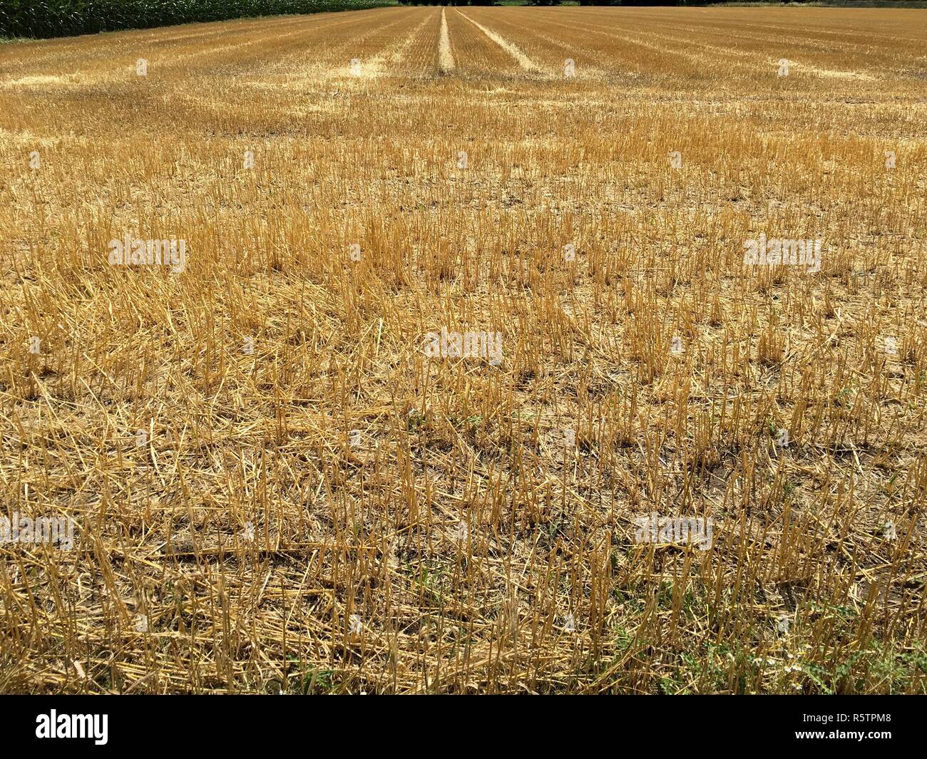 abgeernteten Maisfeld Stockfoto