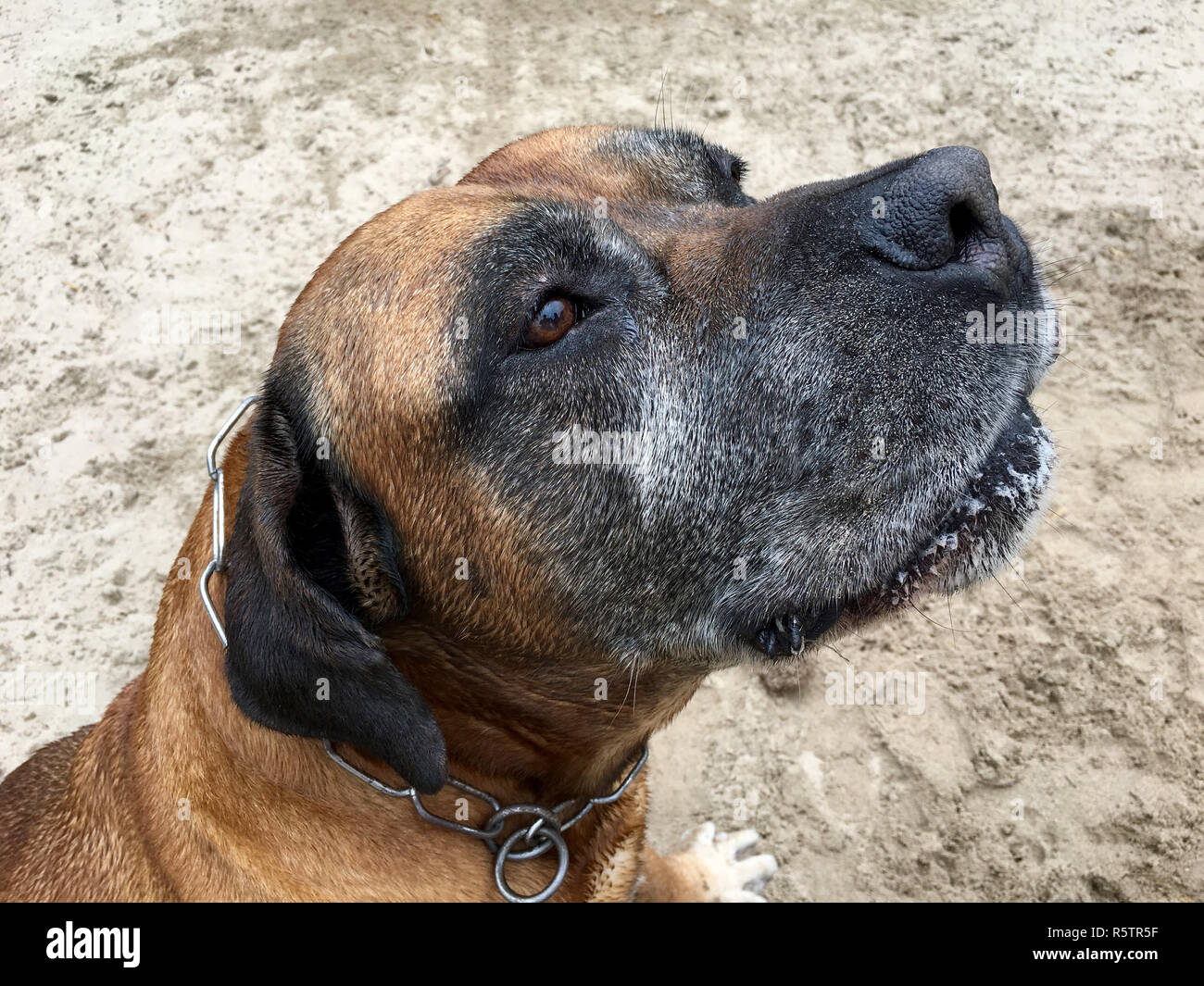 Boerboel, burbull am Strand Stockfoto