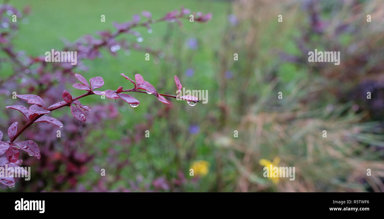Berberitze im Regen mit Wassertropfen als Panorama Stockfoto