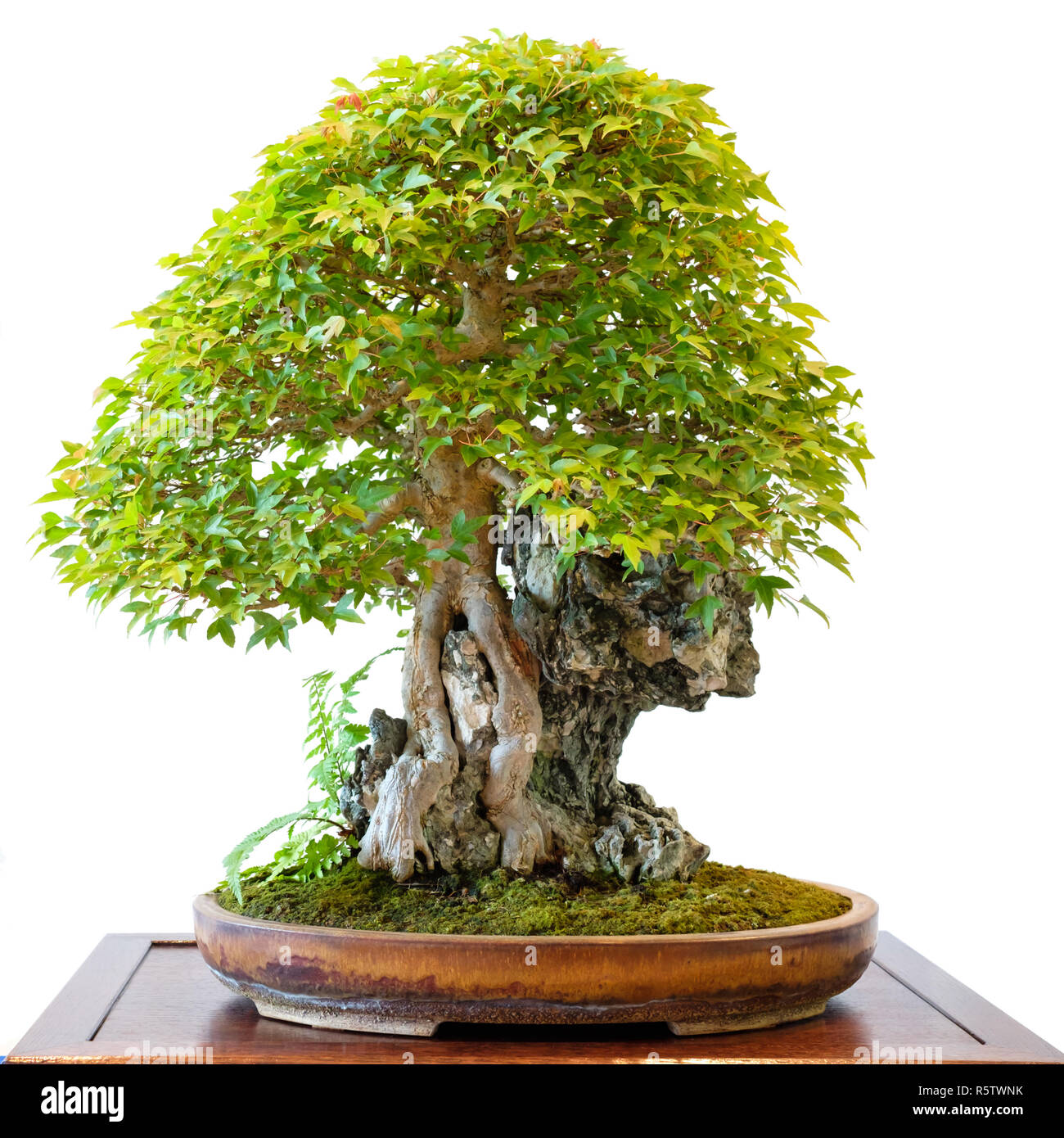 Trident Ahorn (Acer buergerianum) als Bonsai über einen Felsen  Stockfotografie - Alamy