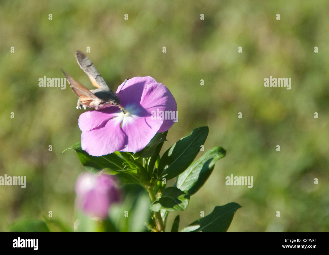 Kolibri-Motte Stockfoto