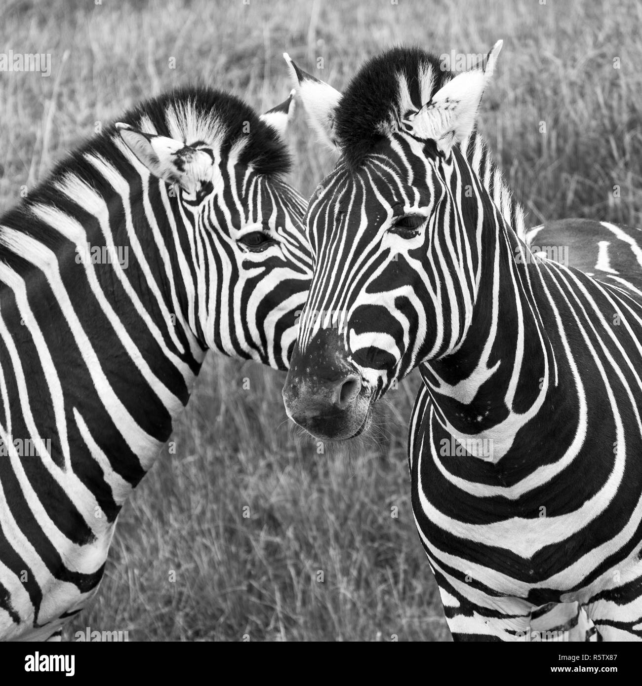 Zwei schwarz-weiß gestreiften Chapman Zebras, in Schwarz-Weiß bei Port Lympne Safari Park, Ashford, Kent UK fotografiert. Stockfoto