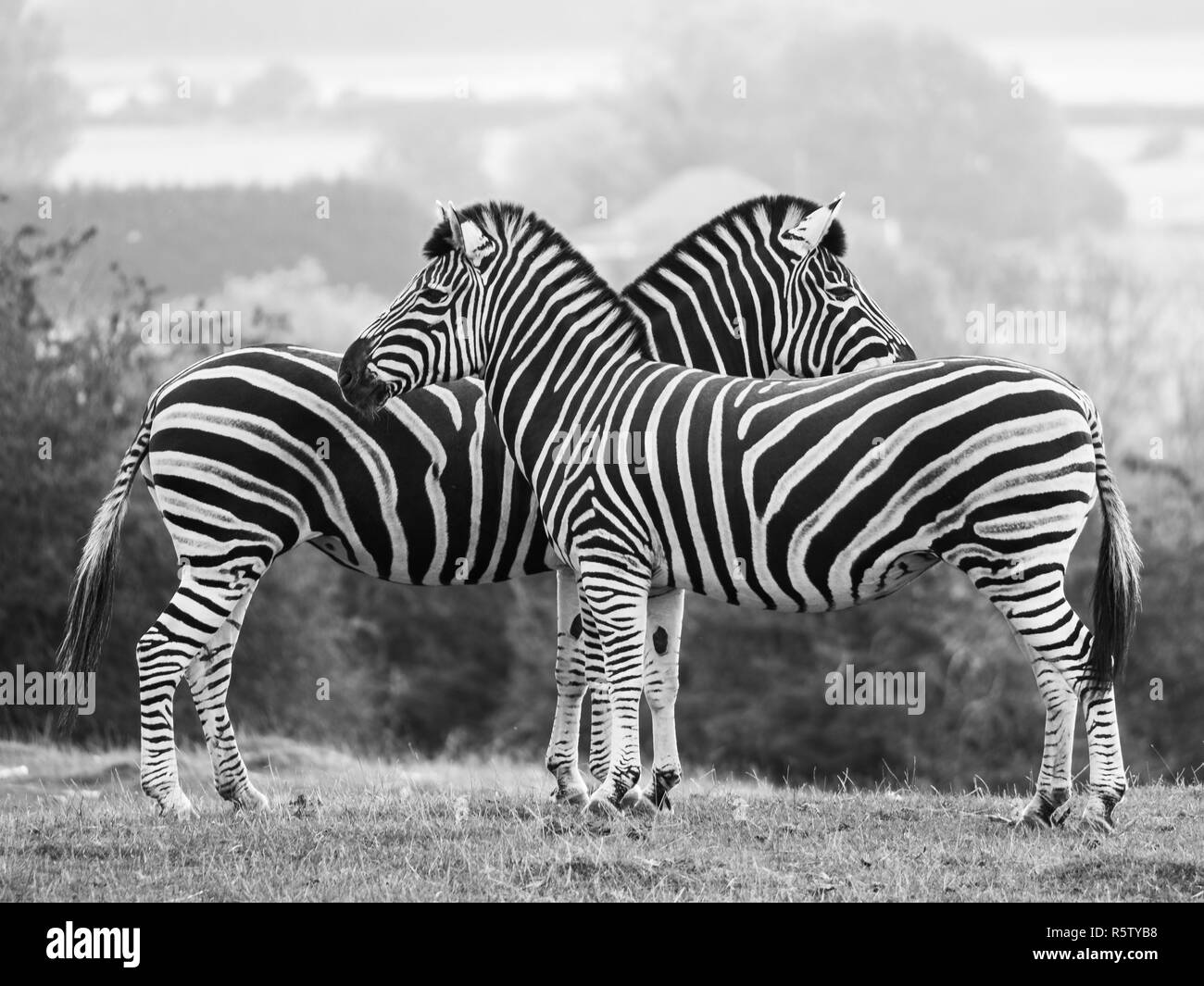 Zwei schwarz-weiß gestreiften Chapman Zebras, in Schwarz-Weiß bei Port Lympne Safari Park, Ashford, Kent UK fotografiert. Stockfoto