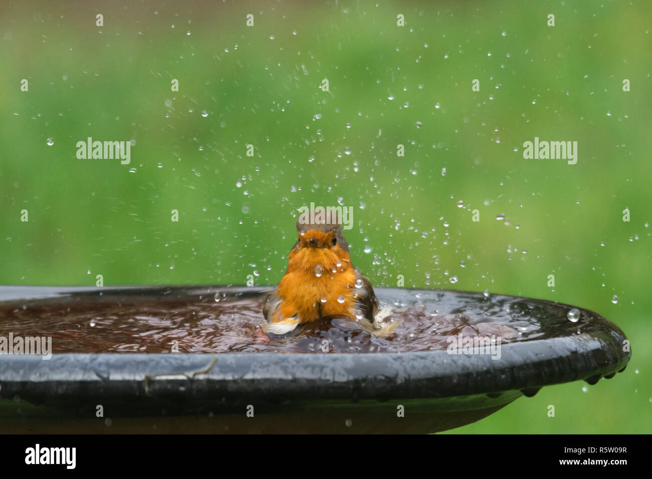 Robin (Erithacus Rubecula), kleiner Vogel in einer Badewanne, Garten Tiere, tierische Humor, Humor Stockfoto