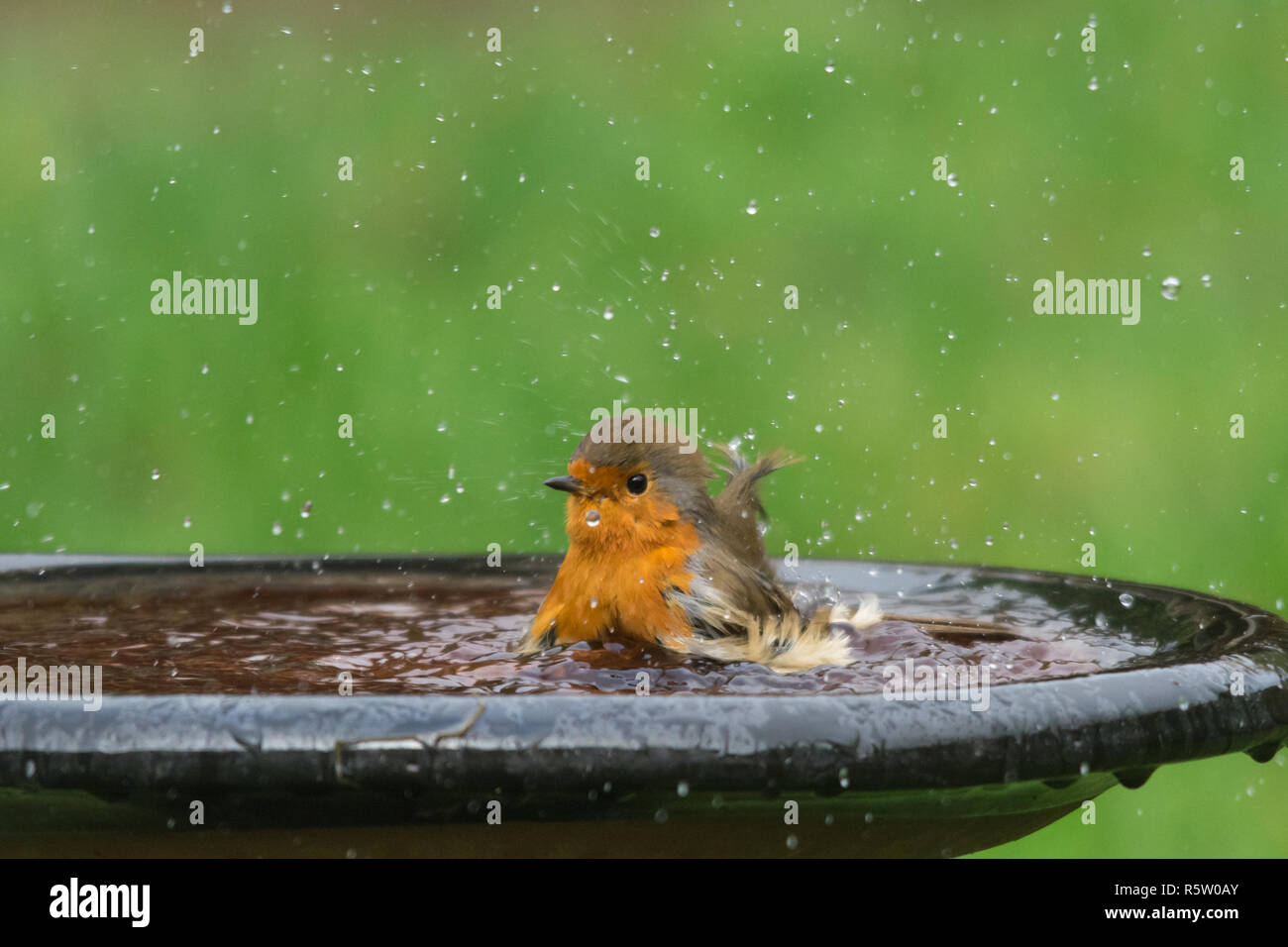 Robin (Erithacus Rubecula), kleiner Vogel in einer Badewanne, Garten Tiere, tierische Humor, Humor Stockfoto