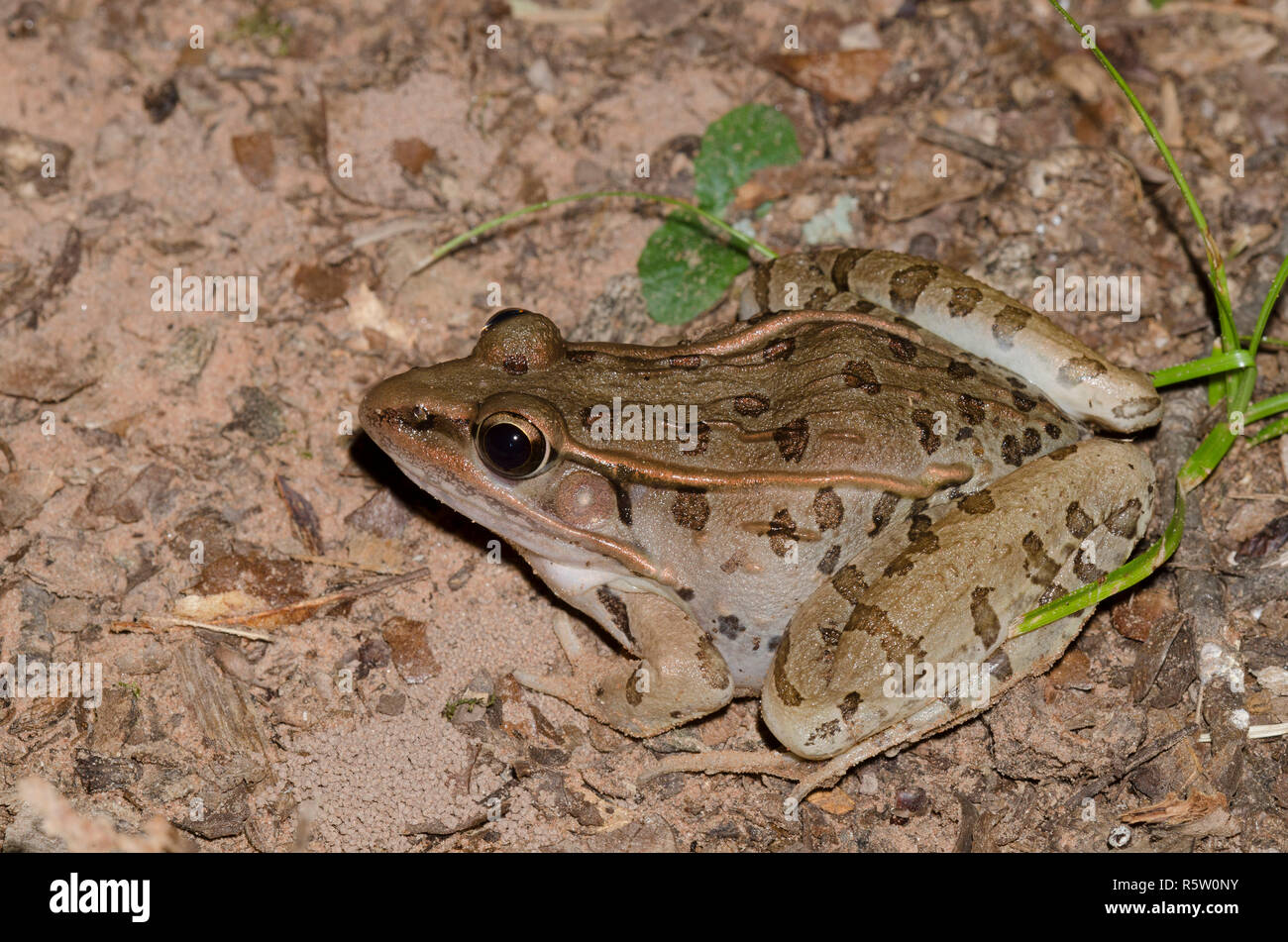 Südliche Leopard Frog, Lithobates sphenocephala Stockfoto