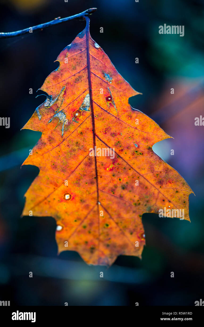 Herbst Blatt Stockfoto