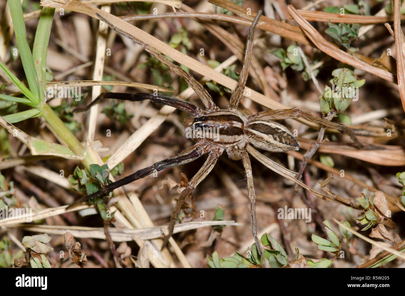 Tollwütigen Wolf Spider, Rabidosa rabida, männlich Stockfoto