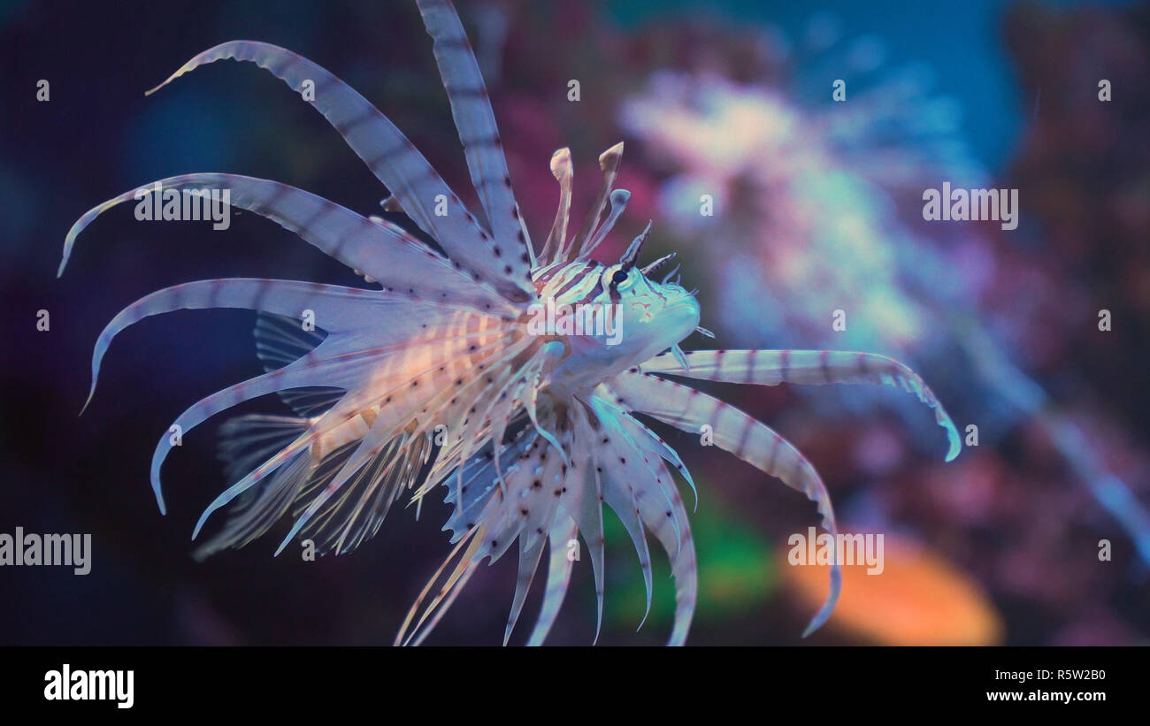 Feuerfische, eine invasive Arten auch der Skorpion Fisch oder Pterois mombasae genannt. Stockfoto