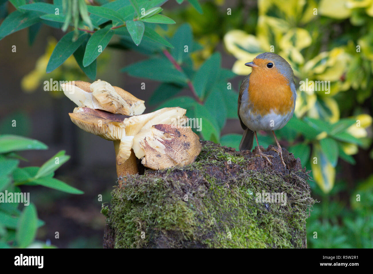 Robin, Robin, Erithacus rubecula, stehend auf einem alten Baumstumpf, Log, neben einem fliegenpilz mushrrom in Graden, Sussex, UK, November 2010 Stockfoto