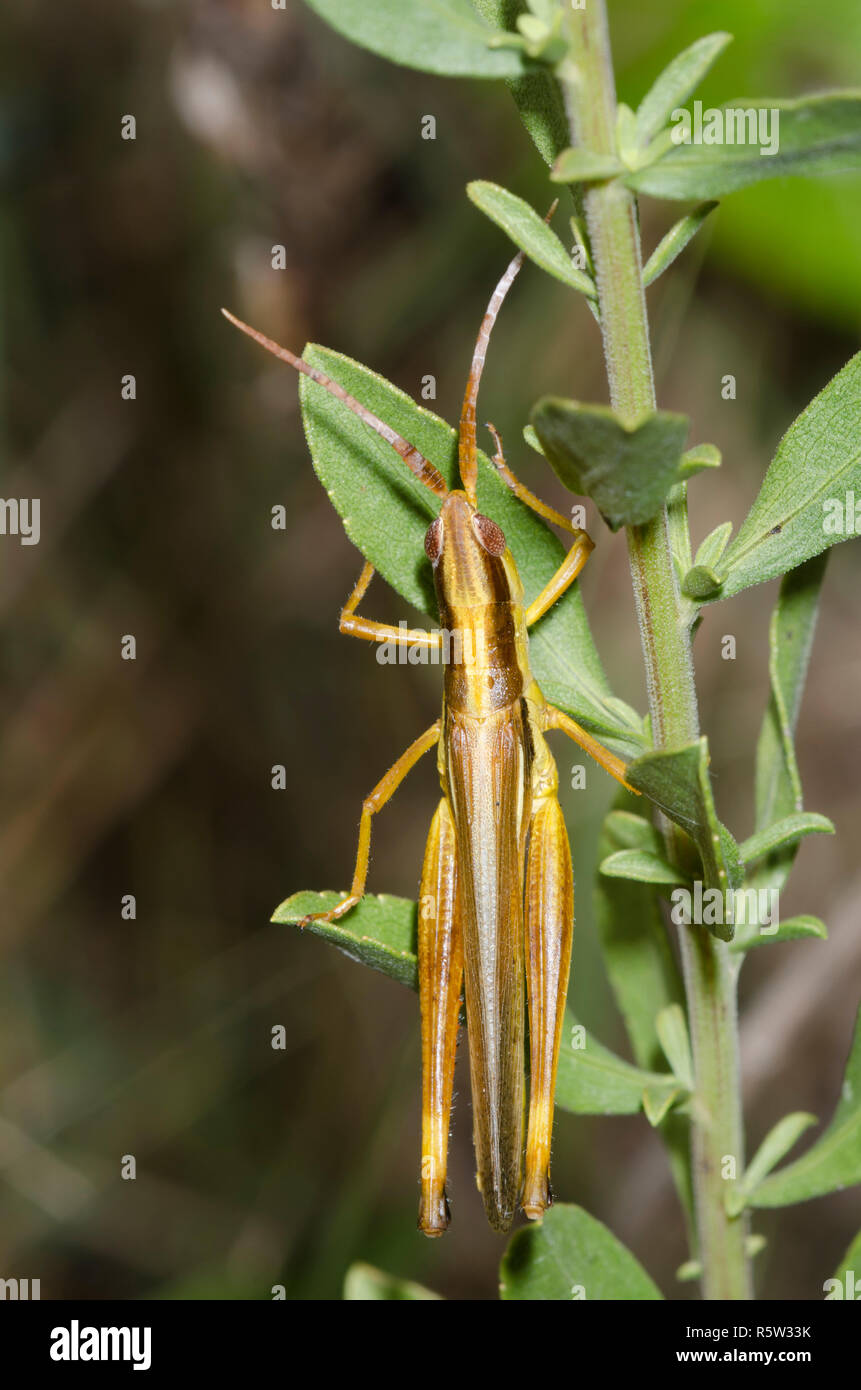 Zwei gestreifte Mermiria, Mermiria bivittata Stockfoto