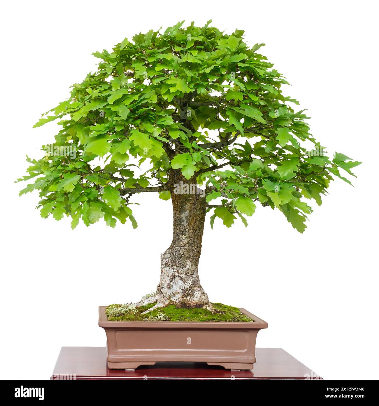 Alte Eiche (Quercus robur) als Bonsai Baum Stockfotografie - Alamy