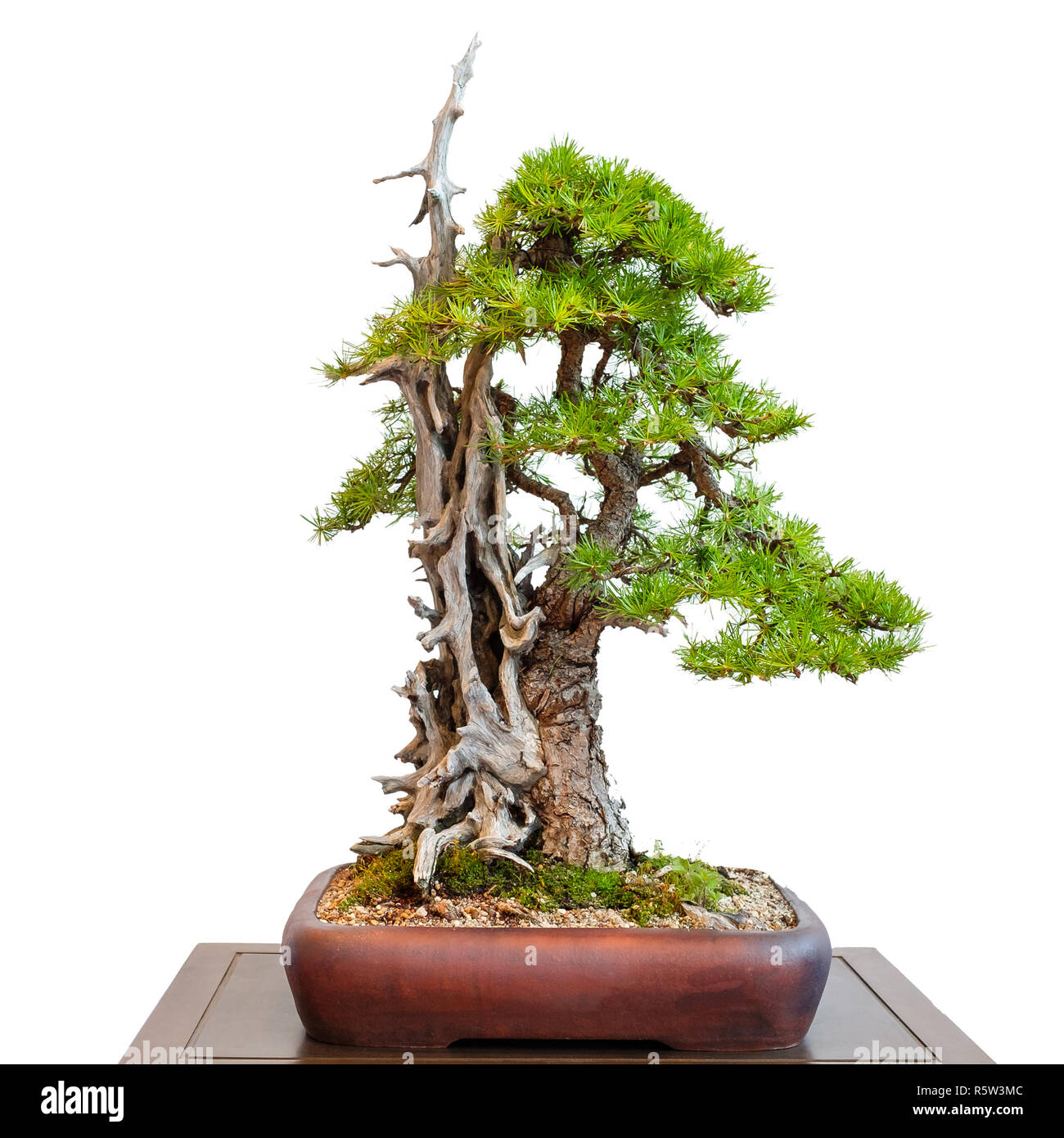 Alte lärche Nadelbaum mit Totholz als Bonsai Baum Stockfoto