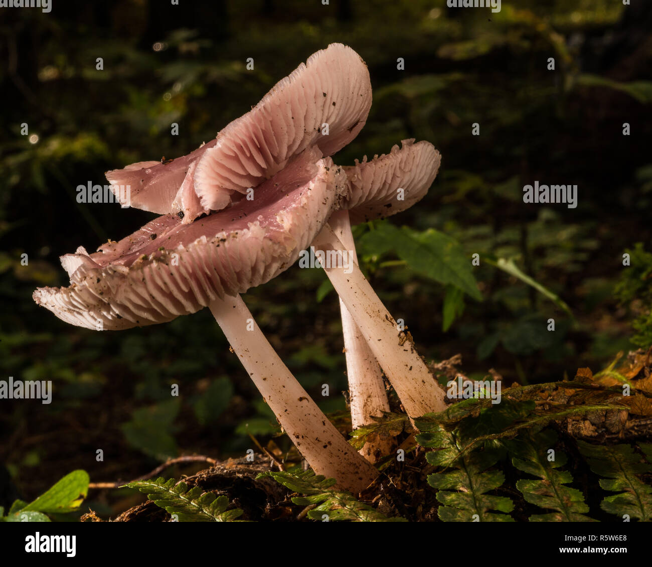 Verankert Stengel (Pilze aus der Gruppe der mycea) Stockfoto