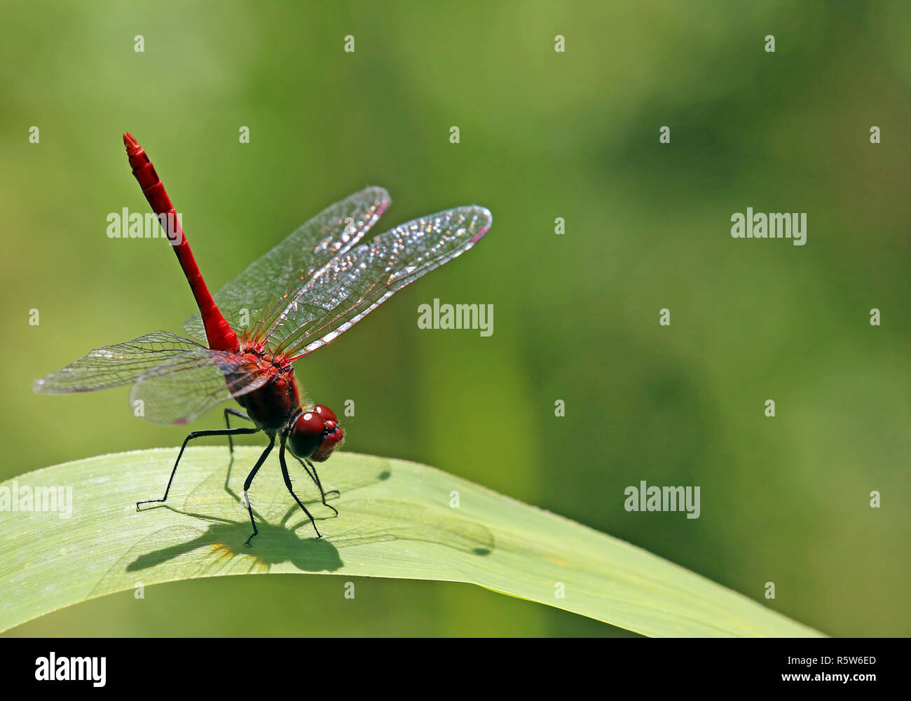 Obelisk position Blut - Rot hive Sympetrum sanguineum Stockfoto