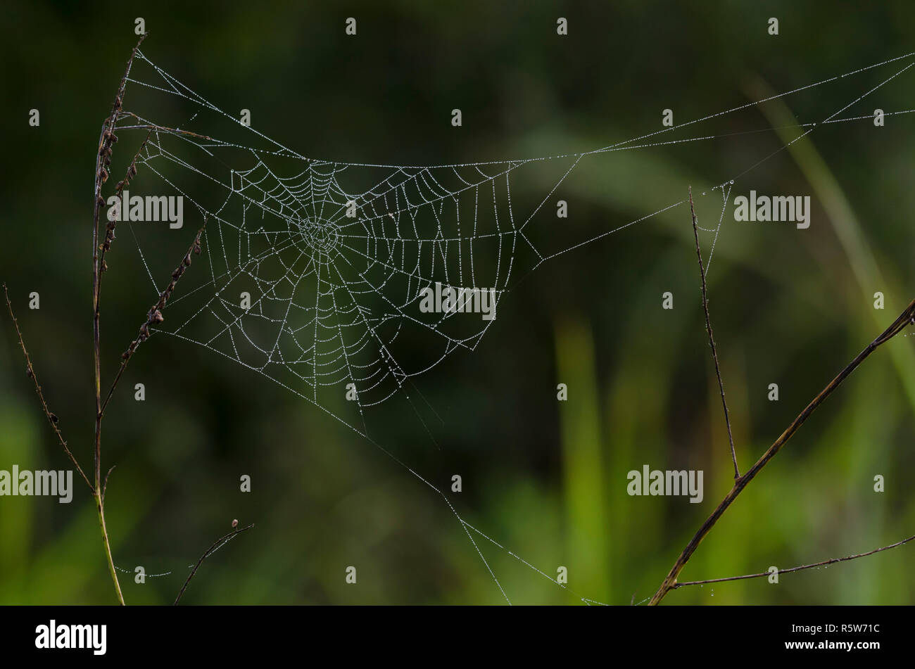 Orb Web, Familie Araneidae, mit Tau Stockfoto