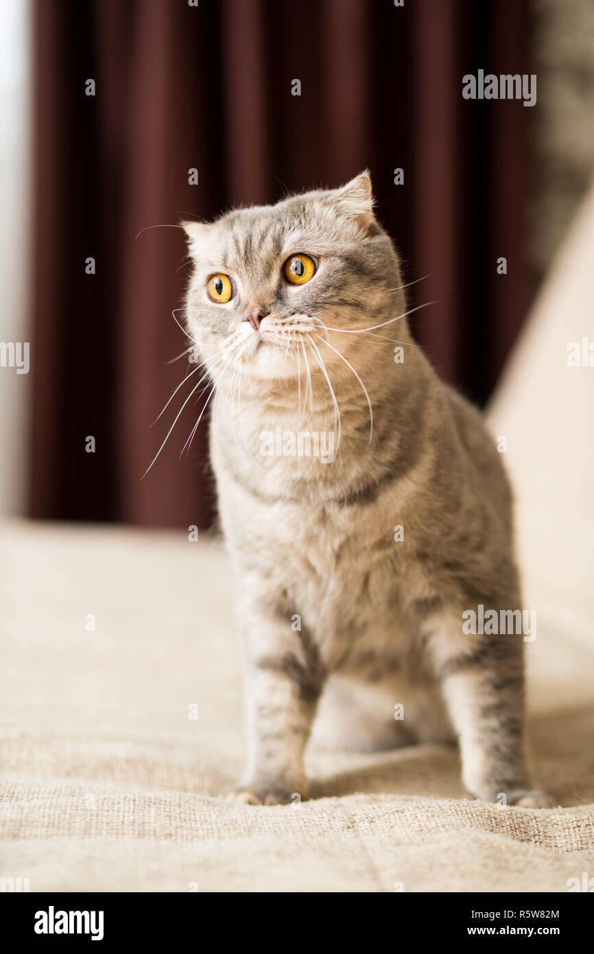 Erwachsene Katze Rasse Scottish Straight Mit Einer Langen